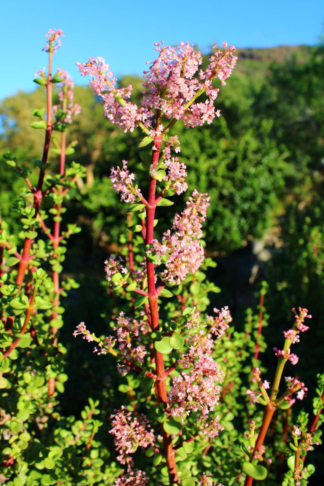 Bosch Luys Kloof Nature Reserve Ladismith Exteriör bild