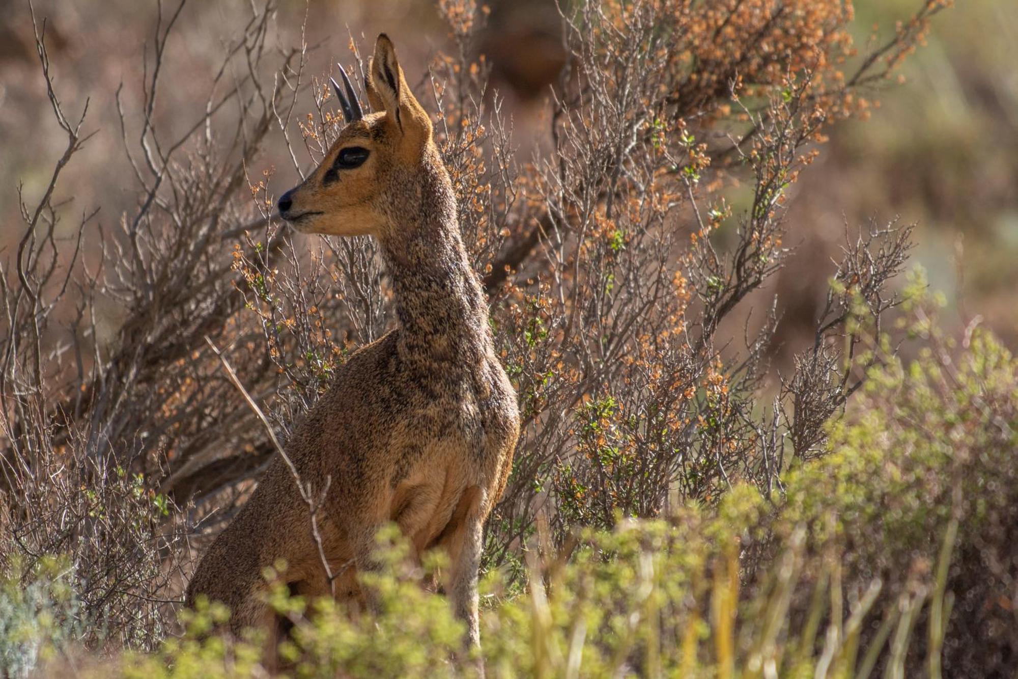 Bosch Luys Kloof Nature Reserve Ladismith Exteriör bild