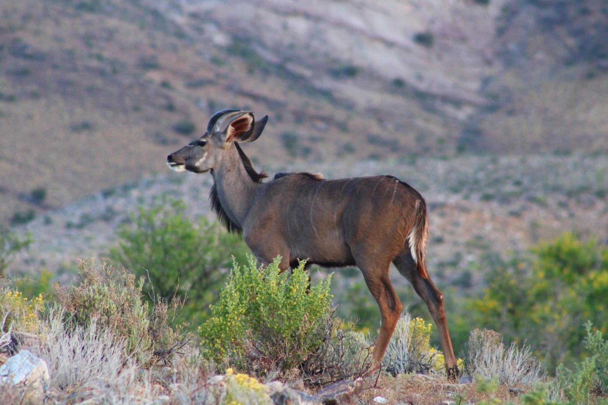 Bosch Luys Kloof Nature Reserve Ladismith Exteriör bild