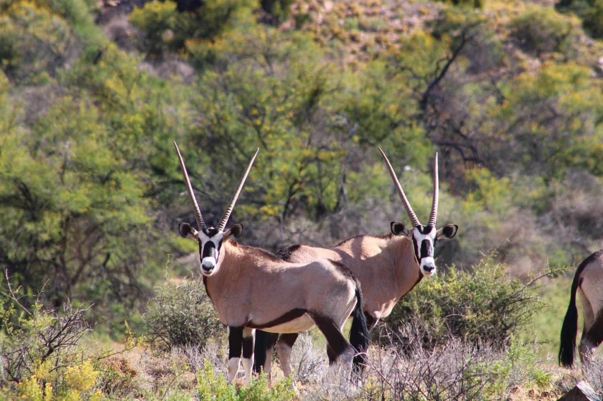 Bosch Luys Kloof Nature Reserve Ladismith Exteriör bild
